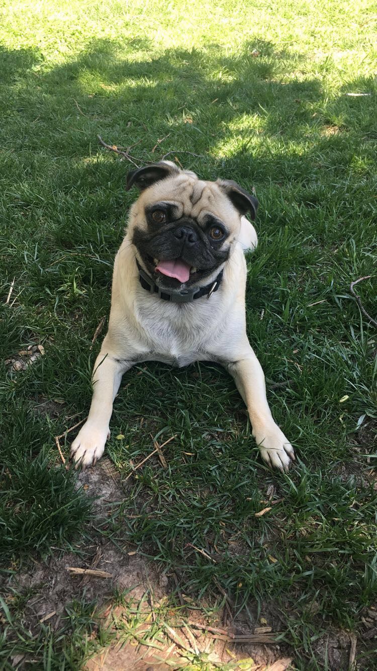 Teddy the Pug